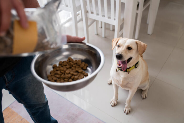 How to Choose the Right Pet Food for Your Dog or Cat