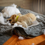 The Pros and Cons of Different Types of Pet Beds Which is Right for Your Furry Friend_