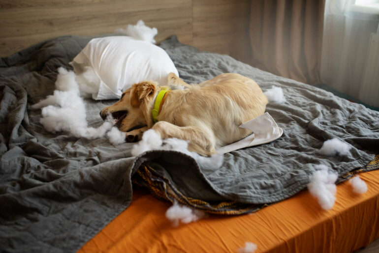 The Pros and Cons of Different Types of Pet Beds Which is Right for Your Furry Friend_