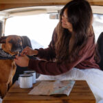 Tips for Traveling with Your Pet How to Make the Trip Safe and Comfortable