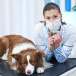 Common Health Problems in Pets and How to Prevent Them