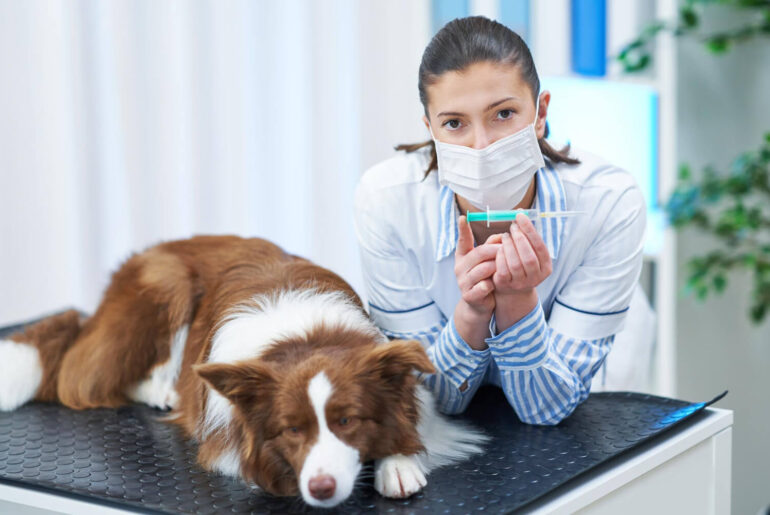 Common Health Problems in Pets and How to Prevent Them