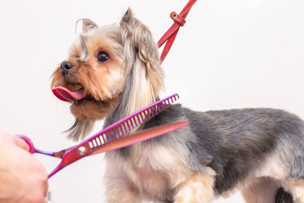 The Importance of Regular Grooming for Your Pet's Health and Happiness